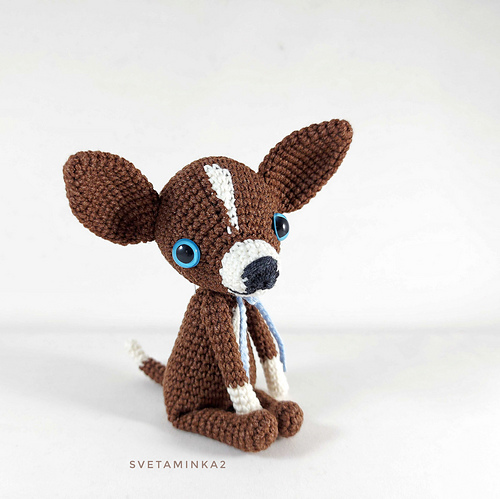 Chihuahua - Sveta Minakova