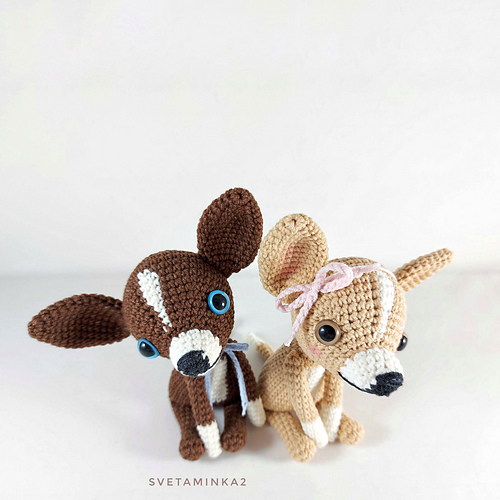 Chihuahua - Sveta Minakova