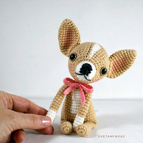 Chihuahua - Sveta Minakova