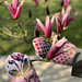 Magnolia Mitten pattern 