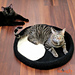 Yin-Yang Cat Bed photo 3