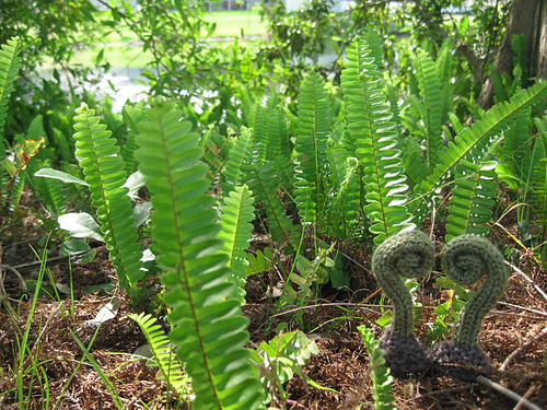 Fern Heart photo 11