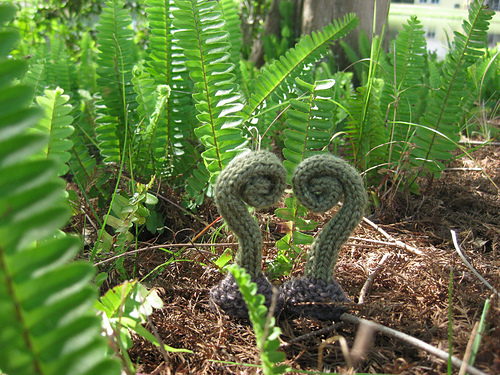 Fern Heart photo 1