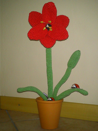 Amaryllis photo 3