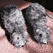 Knit a Rat pattern 