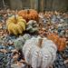 Pumpkin Parade pattern