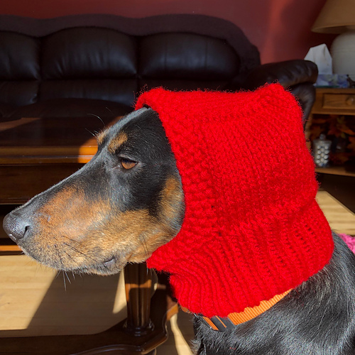 Ravelry Dog Hood pattern by Alanna Palma