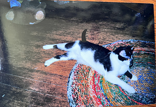 Grandma's rug (pic from 2001). This kitty, Pierre, died right next to it when he was only 1.5 years old.