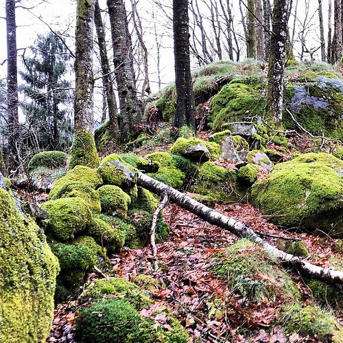 Alpelua Sjølingstad photo 12