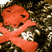Skull and Crossbones pattern 