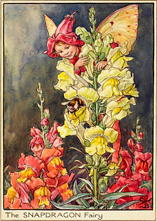 The Snapdragon Fairy from 'Fairies of the Garden'