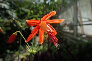 Bessera elegans