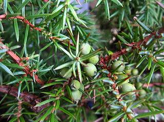 Juniper (Juniperus communis), December 2015
