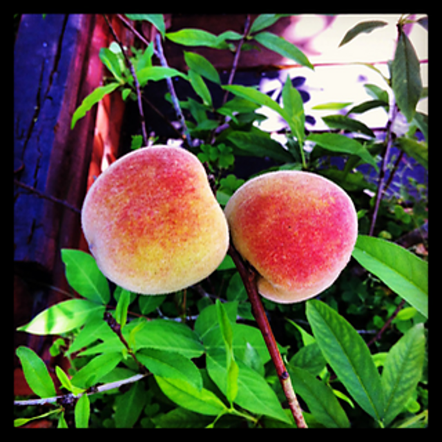 Ravelry vashtirama's Florida Peaches Handbag