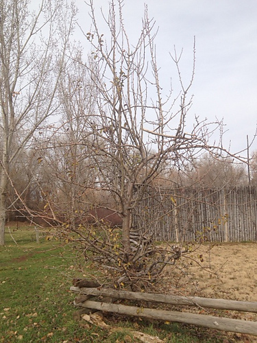 Brown's Fort Pear Cozy photo 4