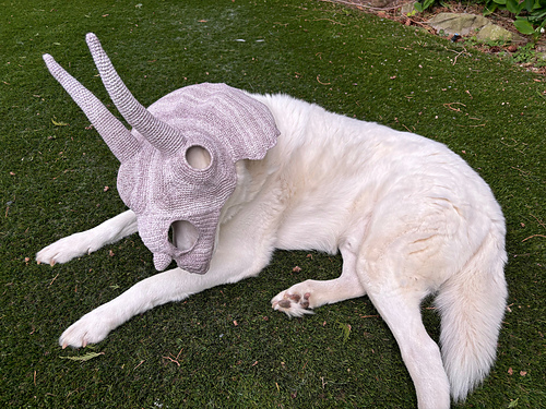 Chomp- Triceratops-skalle - Veraquin