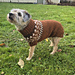 Naavaloimi (for a Border Terrier) pattern