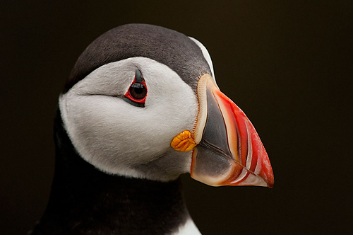 Puffin Genser - John Moncrieff Photography