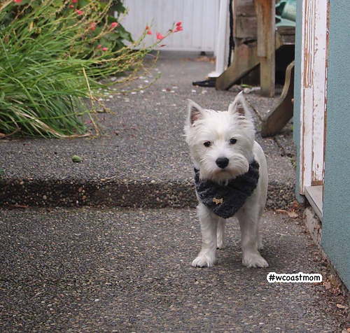 The Barry Dog Scarf photo 2