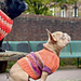 Playtime Dog Sweater pattern 