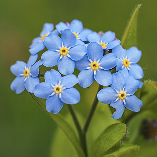 forget-me-nots