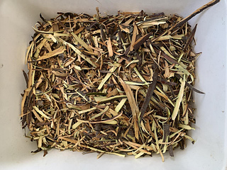 apple tree bark 